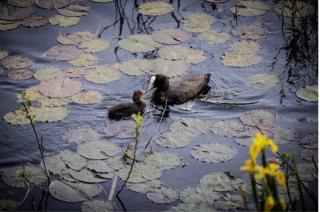 Ponds in poetry